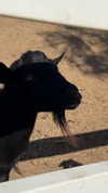 notnevaaadaa Altpins Profile Picture