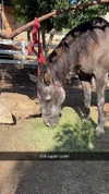 notnevaaadaa Altpins Profile Picture