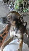 perfexiia Altpins Profile Picture