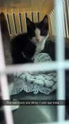 ratskelet0n Altpins Profile Picture