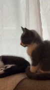 ratskelet0n Altpins Profile Picture