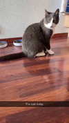ratskelet0n Altpins Profile Picture