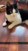 ratskelet0n Altpins Profile Picture