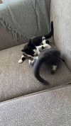 ratskelet0n Altpins Profile Picture