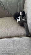 ratskelet0n Altpins Profile Picture