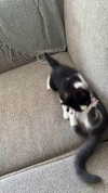 ratskelet0n Altpins Profile Picture