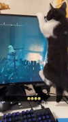 ratskelet0n Altpins Profile Picture