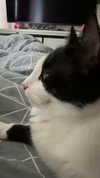 ratskelet0n Altpins Profile Picture