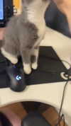 ratskelet0n Altpins Profile Picture