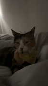rinnibunnyy Altpins Profile Picture
