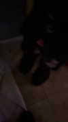 rinnibunnyy Altpins Profile Picture