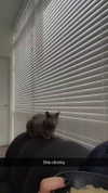 rinnibunnyy Altpins Profile Picture