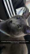 rinnibunnyy Altpins Profile Picture