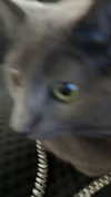 rinnibunnyy Altpins Profile Picture