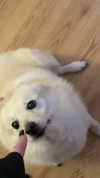 rinnibunnyy Altpins Profile Picture