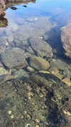sierraccabot Altpins Profile Picture