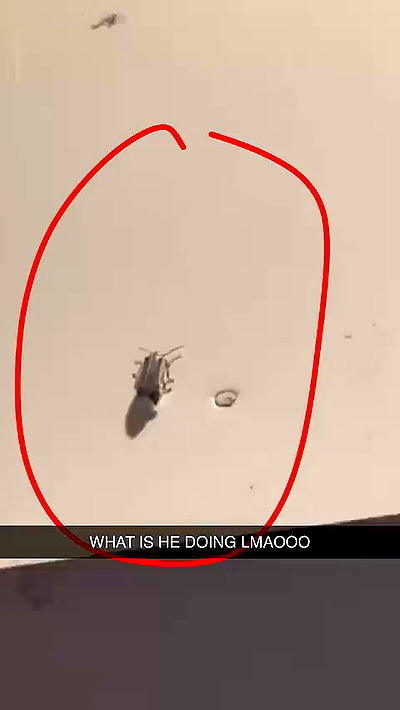 sophieraiin sophieraiin archive video