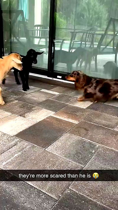 sophieraiin sophieraiin archive video