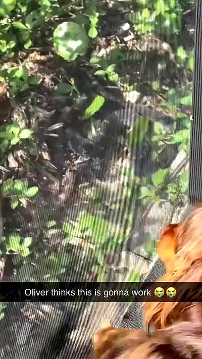 sophieraiin sophieraiin archive video