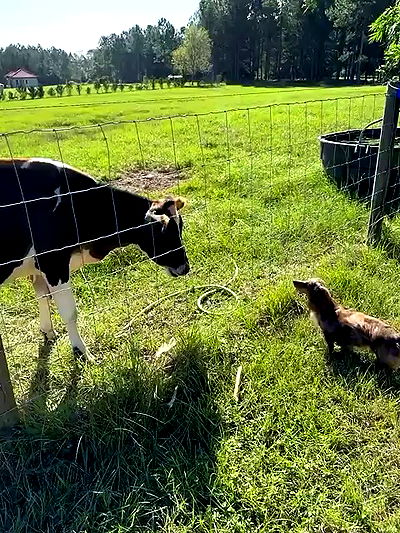 sophieraiin sophieraiin archive video