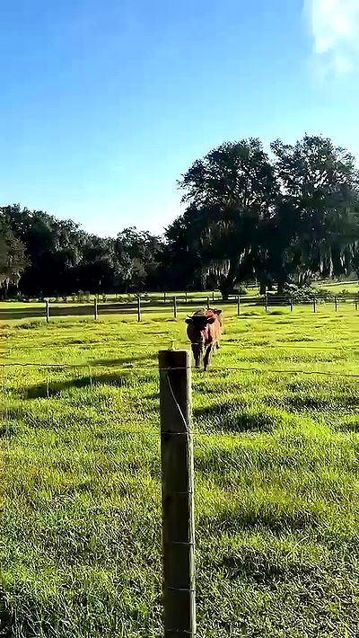 sophieraiin sophieraiin archive video