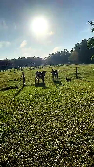 sophieraiin sophieraiin archive video