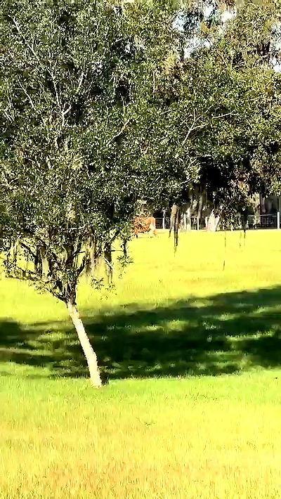 sophieraiin sophieraiin archive video