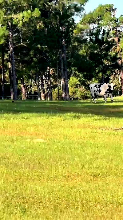 sophieraiin sophieraiin archive video