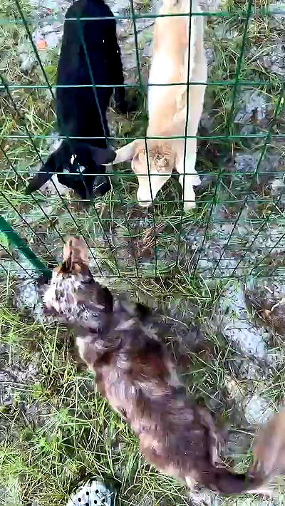 sophieraiin sophieraiin archive video