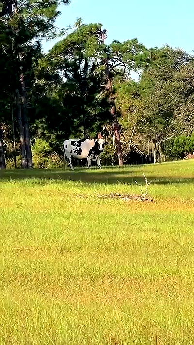 sophieraiin sophieraiin archive video