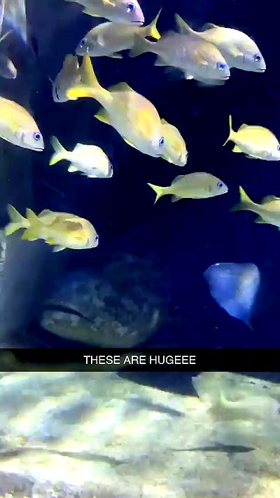 sophieraiin sophieraiin archive video