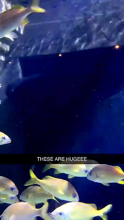 sophieraiin sophieraiin archive video