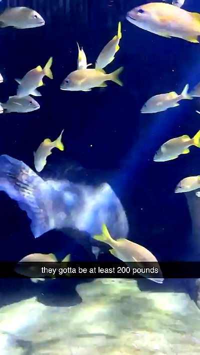 sophieraiin sophieraiin archive video