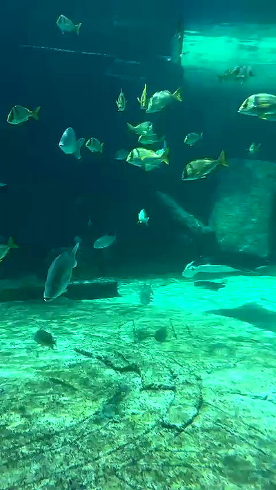 sophieraiin sophieraiin archive video