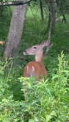 tanaraiin Altpins Profile Picture