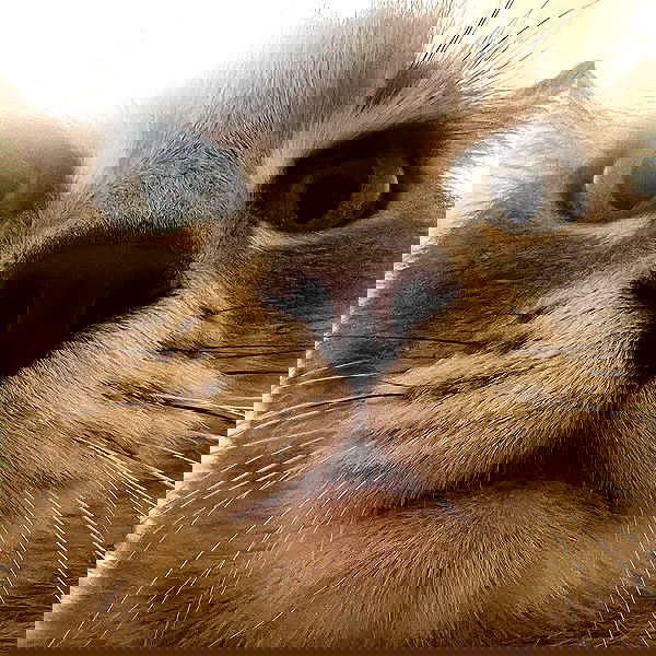 _tero._ image ~ Altpins