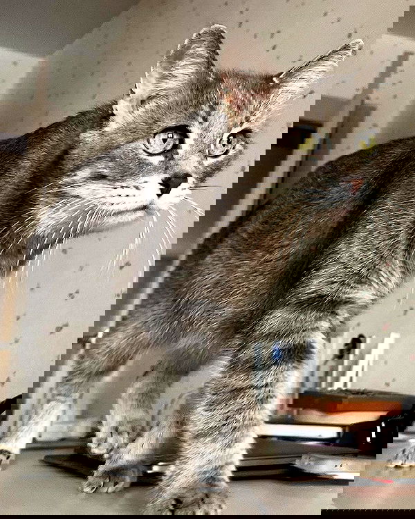 _tero._ image ~ Altpins