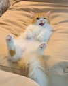 cyberkitty_____ Altpins Profile Picture