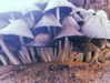 da.rk_.angel Altpins Profile Picture