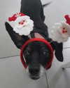 da.rk_.angel Altpins Profile Picture