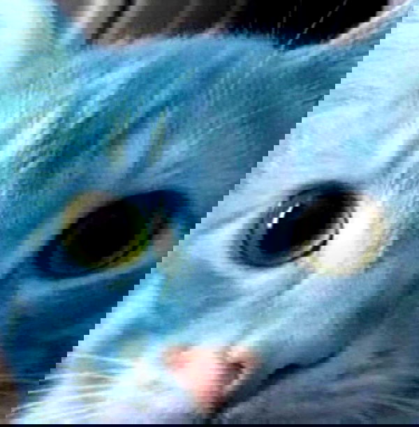 dustheadd dustheadd archive image