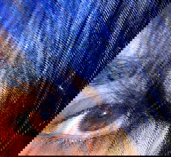 dustheadd dustheadd archive image