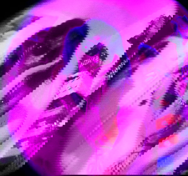 dustheadd dustheadd archive image