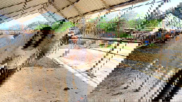 dustheadd dustheadd archive image