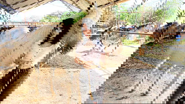 dustheadd dustheadd archive image