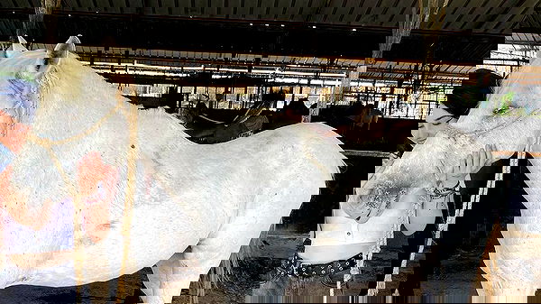 dustheadd dustheadd archive image