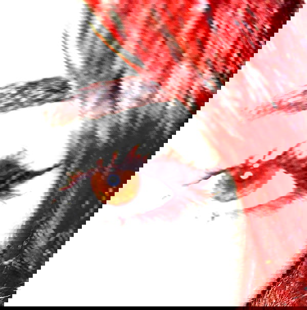 dustheadd dustheadd archive image