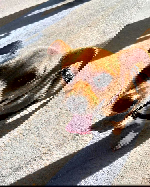 jaroslava_klavir jaroslava_klavir archive image