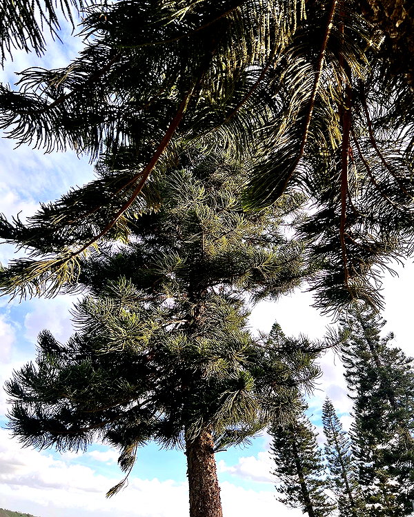 liiuuar instagram image archive image