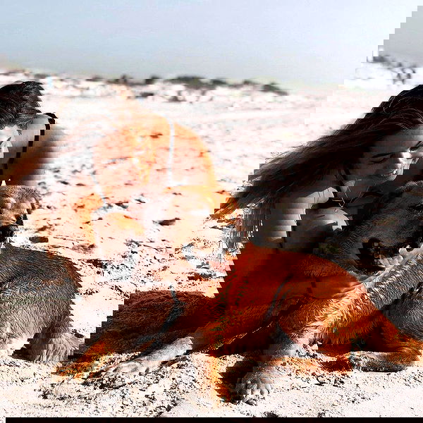 lissi77 lissi77 archive image